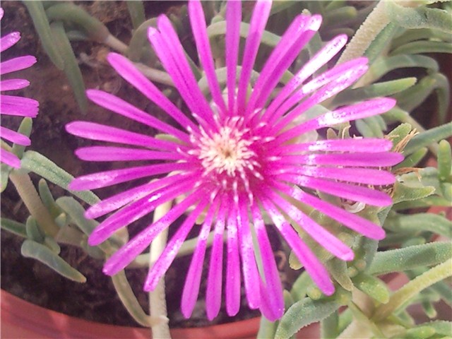 delosperma cooperi